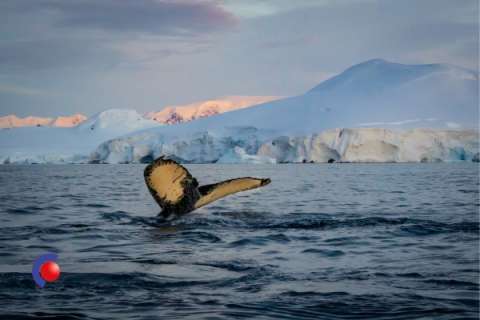 Walvisstaart bij Antarctica